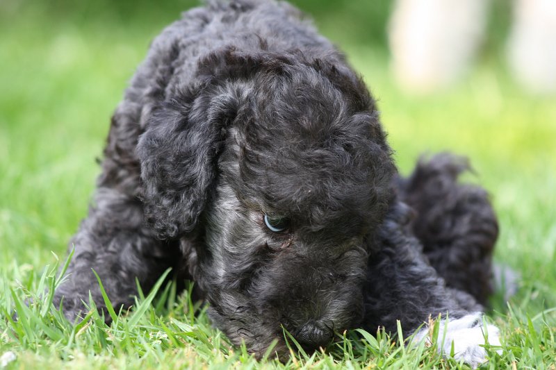 Arc-en-ciel Antares 2009-06-30 (15).JPG